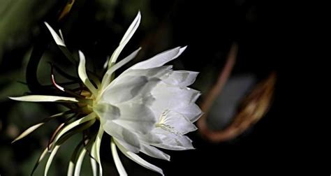 昙花风水|昙花之寓意与象征风水（探讨昙花的象征意义与风水学中的应用）。